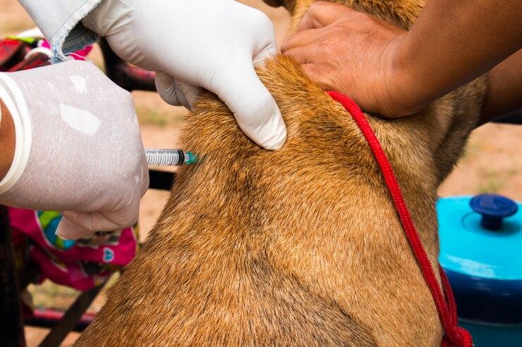 Vacina Antirrábica para Cachorros: Tudo o Que Você Precisa Saber