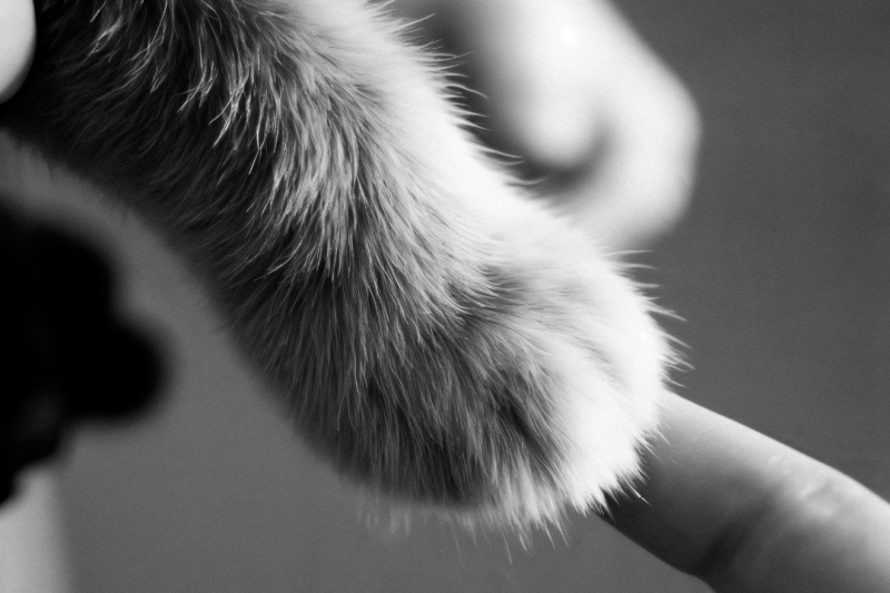 Como o Exame de Citologia em Gatos Pode Revelar Importantes Informações de Saúde Como o Exame de Citologia em Gatos Pode Revelar Importantes Informações de Saúde