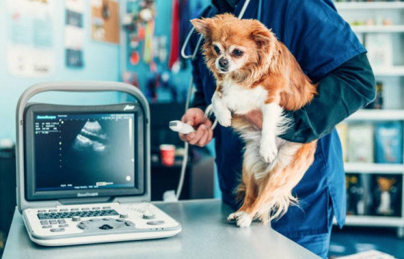 Agendamento de Exame de Imagem Veterinária Fazenda Nata - Exame de Ultrassom para Cachorro