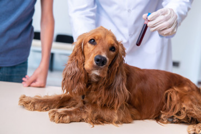 Agendamento de Exame de Sangue para Animais Cinco Conjuntos - Exames Laboratoriais para Pets