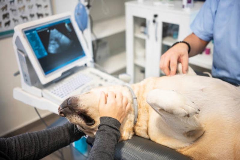 Agendamento de Exames Laboratoriais de Imagem Rx Ibiporã - Exames Laboratoriais para Cachorro