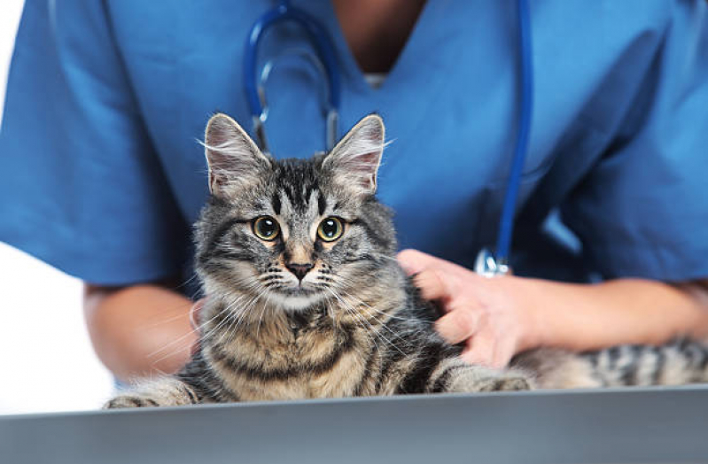 Aplicação de Vacina Antipulgas para Gatos Londrina - Vacina de Raiva para Gatos