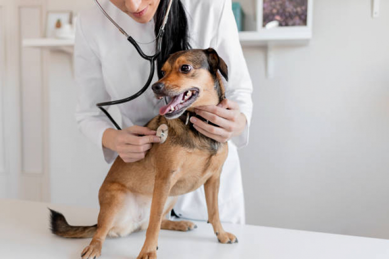 Aplicação de Vacina Antirrábica Cachorro Parque Universidade - Vacina Antirrábica Cachorro