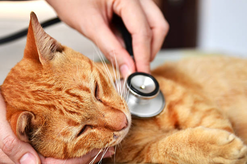 Aplicação de Vacina Antirrábica para Gatos Parque Universidade - Vacina Polivalente para Gatos