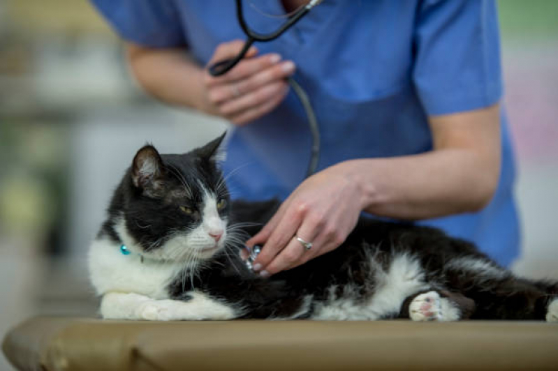 Aplicação de Vacina de Cio para Gato Cinco Conjuntos - Vacina para Raiva Gato