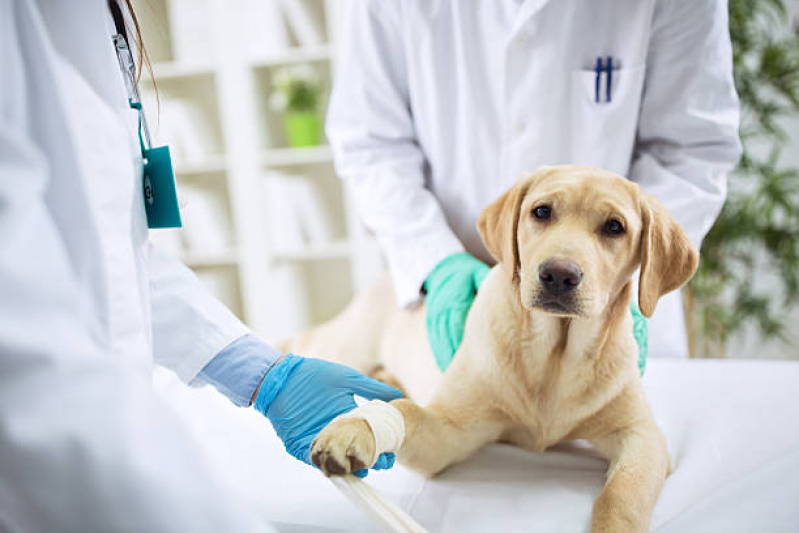 Aplicação de Vacina de Raiva para Cachorro Parque Industrial - Vacina Antirrábica para Cães