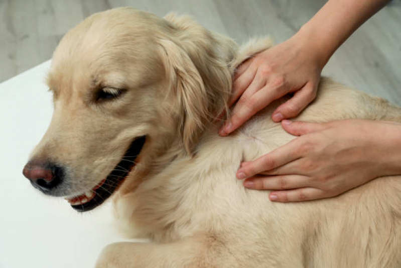 Aplicação de Vacina de Toxoplasmose para Cachorro Jardim Presidente - Vacina para Gato V4