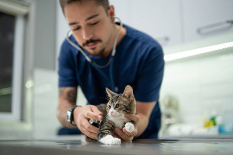 Aplicação de Vacina para Gato Filhote Fazenda Nata - Vacina Fiv e Felv