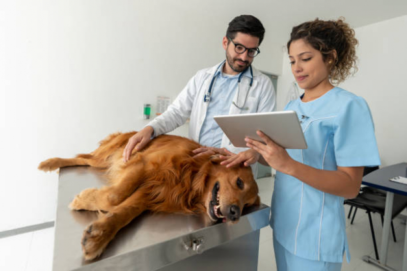 Aplicação de Vacina para Sarna em Cachorro Brasília - Vacina contra Raiva Animal