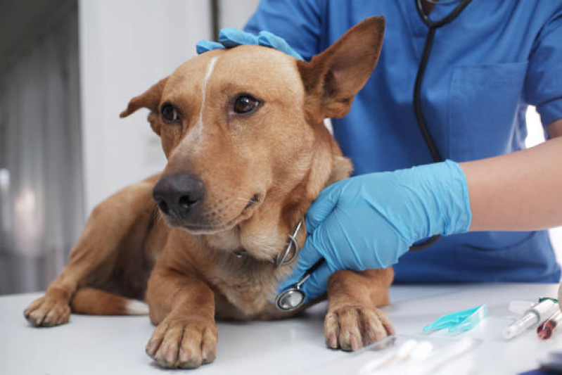 Aplicação de Vacina Polivalente para Cachorro Centro Histórico - Vacina Polivalente Cachorro