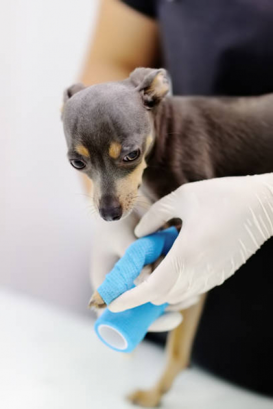 Atendimento de Endocrinologista Veterinário Agendar Cafezal - Atendimento Pet 24h