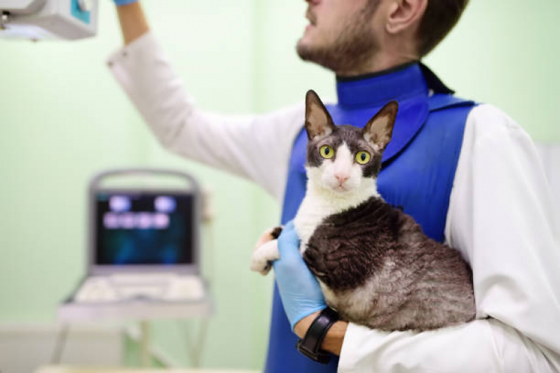 Atendimento de Ortopedista Veterinário Clínica Acapulco - Atendimento Urgência e Emergência Veterinários