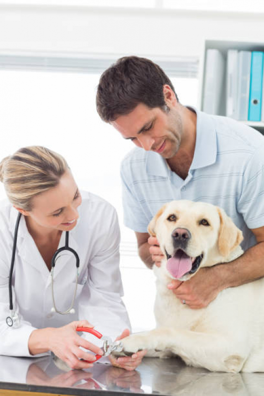 Atendimento de Ortopedista Veterinário Vila Fraternidade - Atendimento de Ortopedista Veterinário