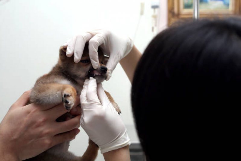 Atendimento Dermatológico Veterinário Agendar Conjunto Vivi Xavier - Atendimento Urgência e Emergência Veterinários