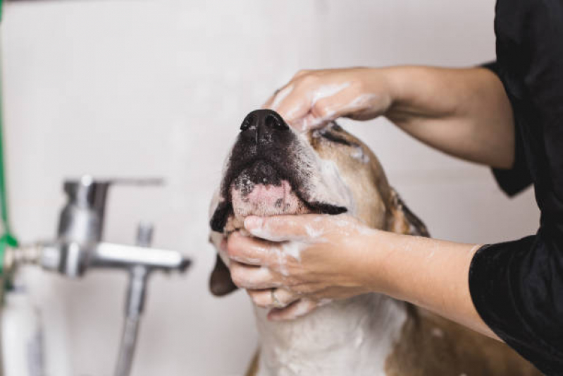 Atendimento Dermatológico Veterinário Clínica Jardim Olímpico - Atendimento Veterinário Jardim Novo Sabara