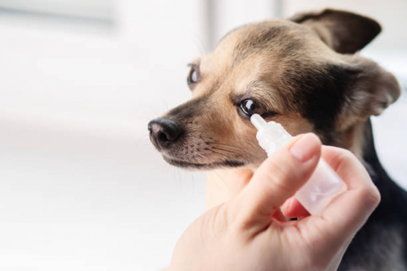 Atendimento Dermatológico Veterinário Jardim dos Alpes - Atendimento de Endocrinologista Veterinário