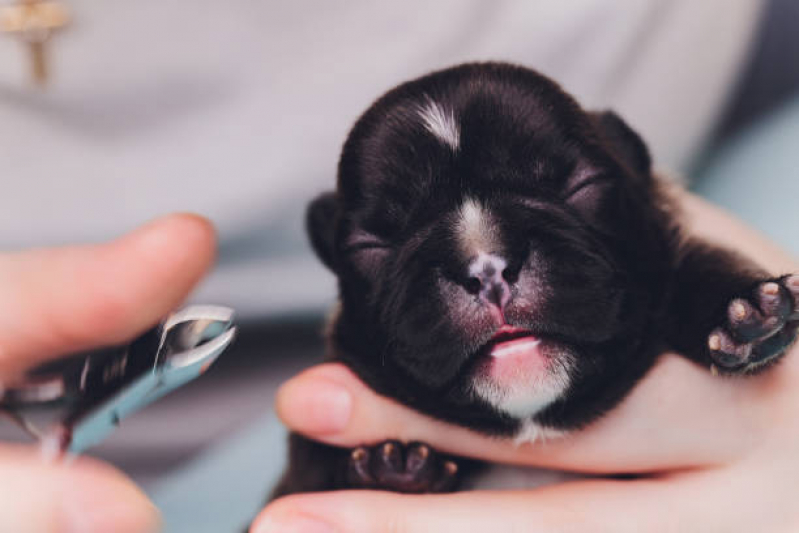 Atendimento Urgência e Emergência Veterinários Agendar Cafezal - Atendimento Veterinário Londrina