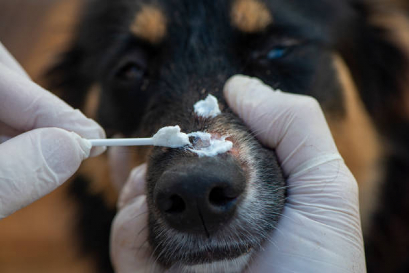 Atendimento Urgência e Emergência Veterinários Jardim dos Alpes - Atendimento Veterinário Londrina