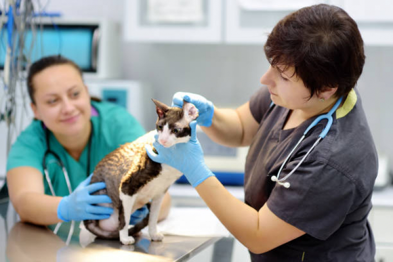 Atendimento Veterinário Agendar Espírito Santo - Atendimento de Ortopedista Veterinário