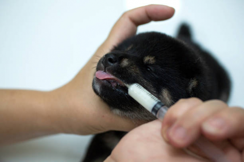 Atendimento Veterinário Domiciliar Agendar Jardim Pacaembu - Atendimento Veterinário