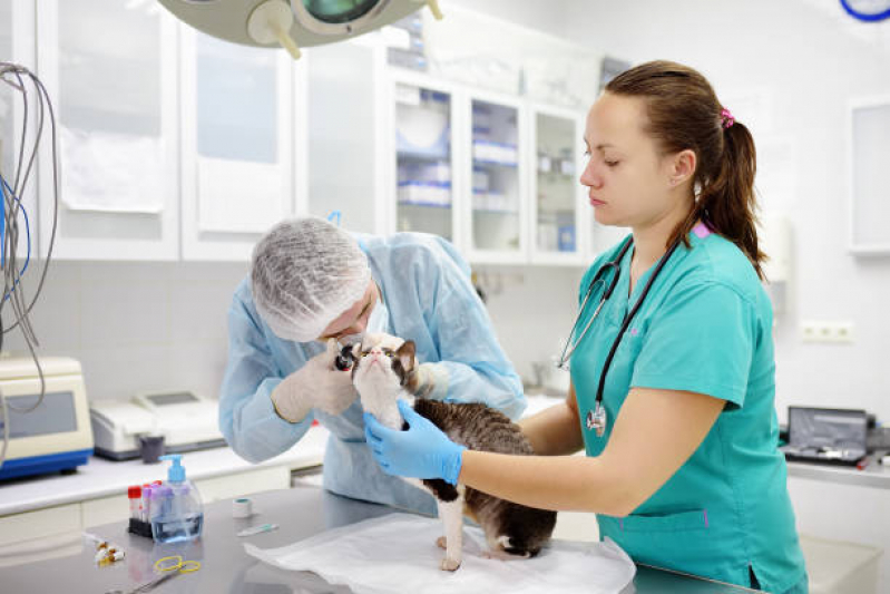 Atendimento Veterinário em Casa Sabará - Atendimento Veterinário Londrina