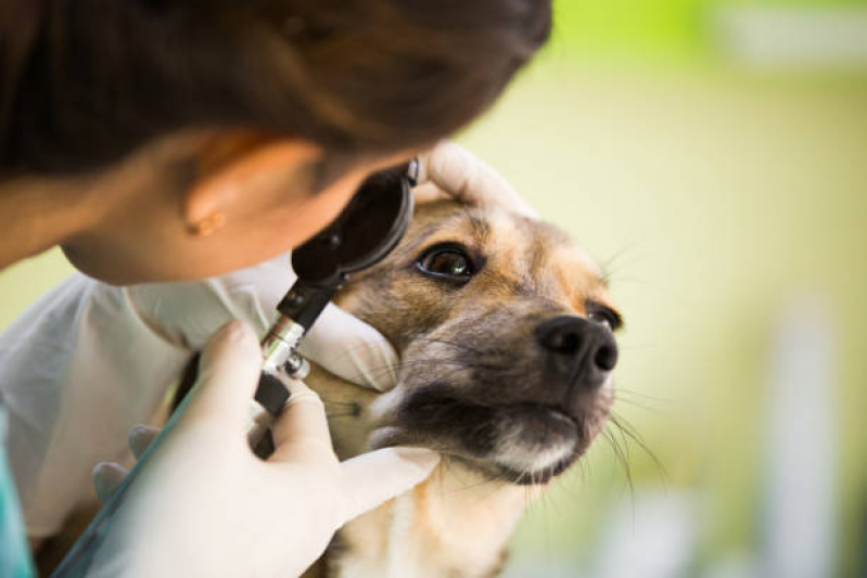 Atendimento Veterinário Neurologista Agendar Jardim Brasília - Atendimento Veterinário Londrina