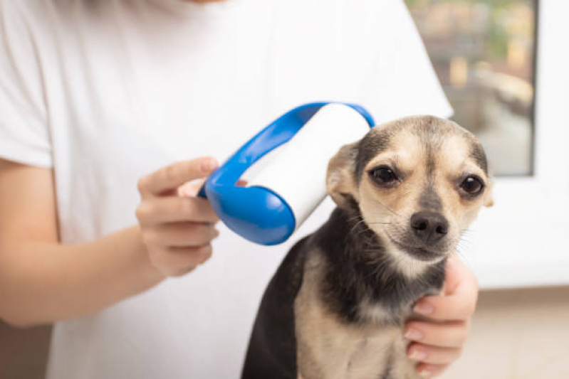 Atendimento Veterinário Neurologista Pioneiros - Atendimento Pet 24h