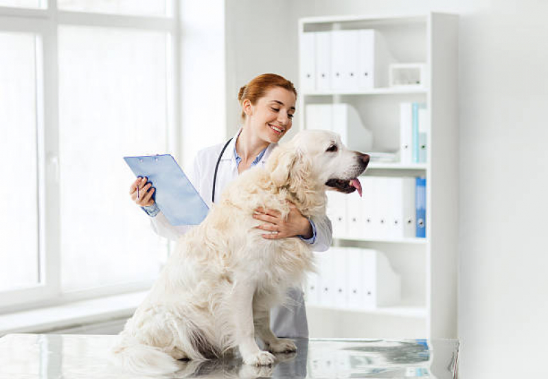 Castração Cachorro Macho Marcar Chácaras Esperança - Castração de Cachorros Próximo de Mim