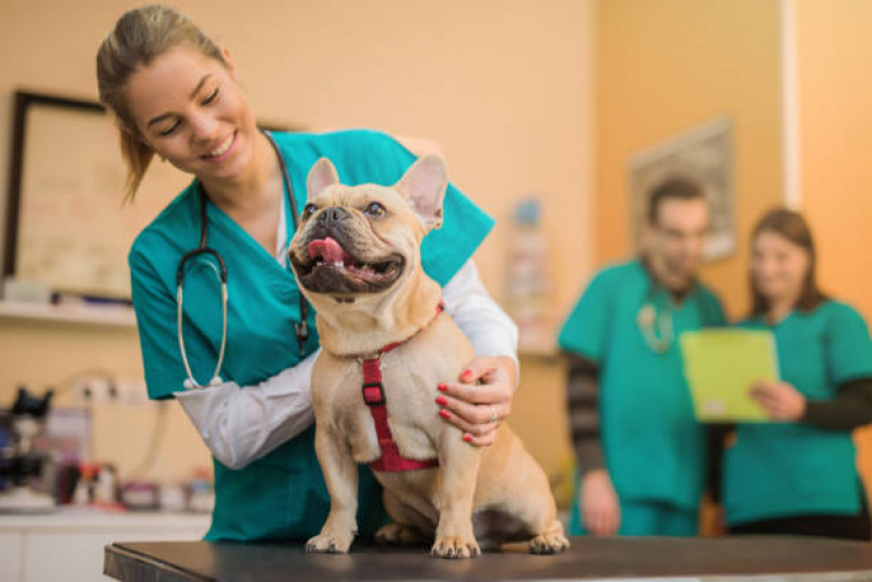 Castração Cachorro Marcar Cinco Conjuntos - Castração em Cachorro