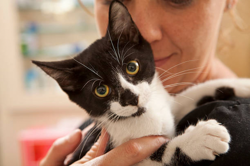 Castração Cirurgia Gata Marcar Vila Brasil - Castração Gato Filhote