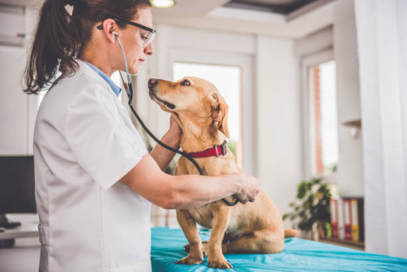 Castração de Cadelas Chácaras Esperança - Castração em Cachorra