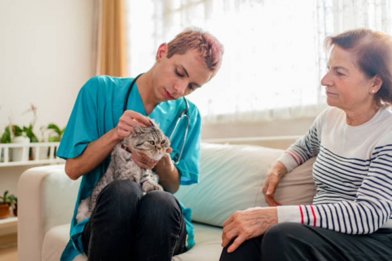 Castração de Gata Agendar Centro Histórico - Castração em Gata