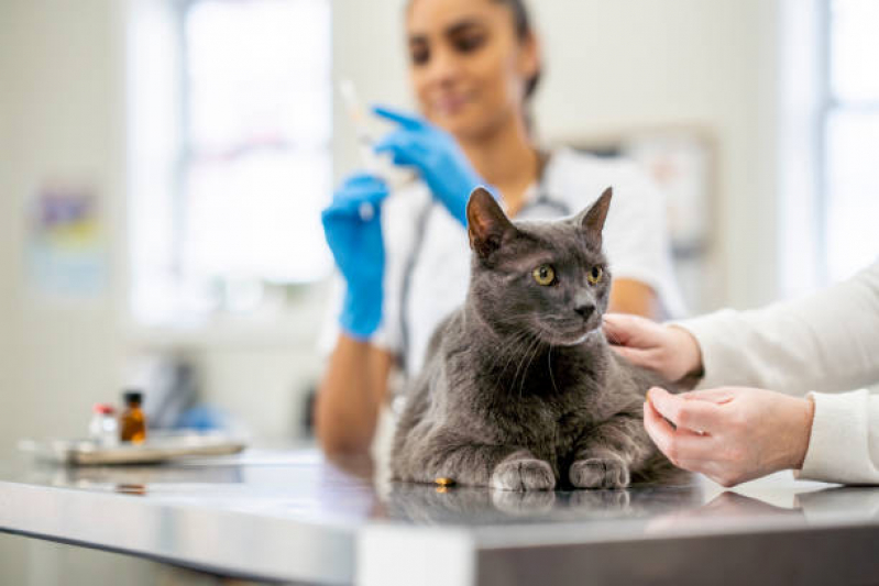 Castração de Gata Marcar Cinco Conjuntos - Castração para Gata