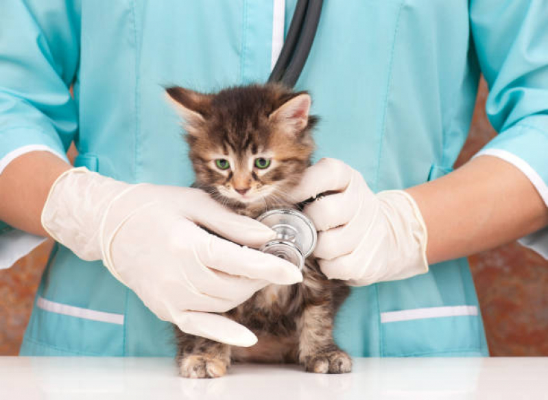 Castração de Gata Londrina - Castração em Gata