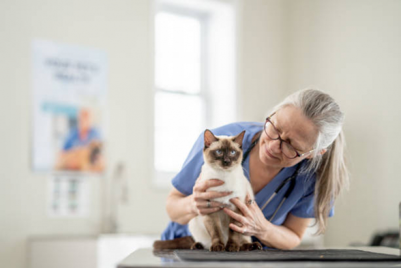 Castração de Gato Marcar Shangri-lá - Castração em Gata