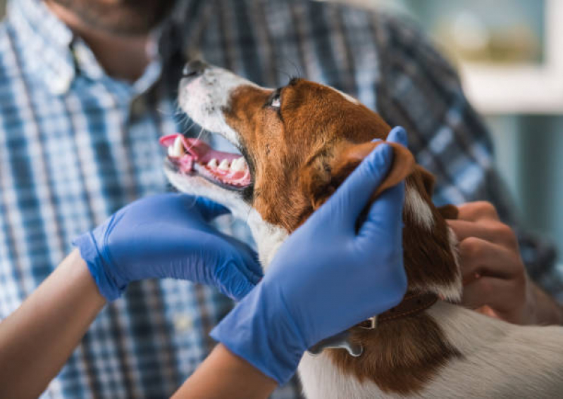 Castração em Cachorro Clínica Jardim dos Alpes - Castração para Cachorros