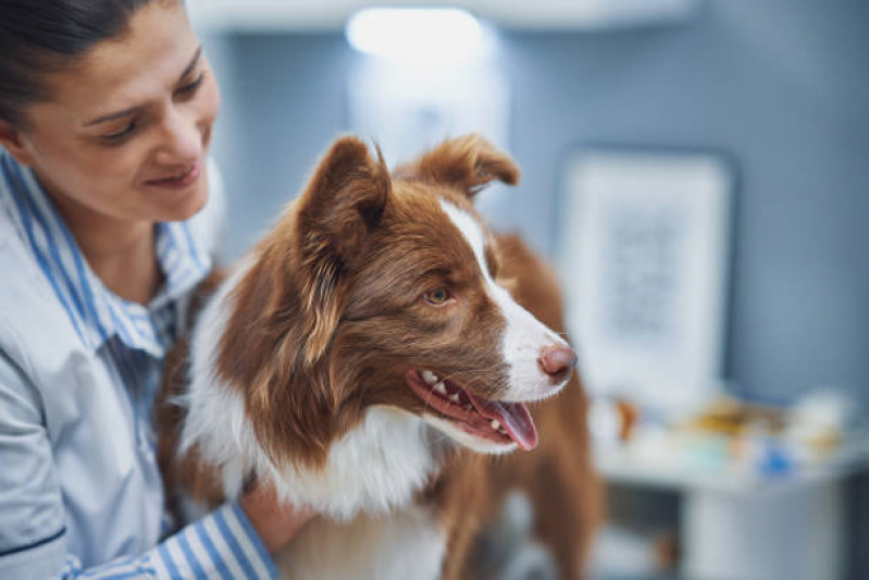 Castração em Cachorro Jardim Ideal - Castração para Cachorros