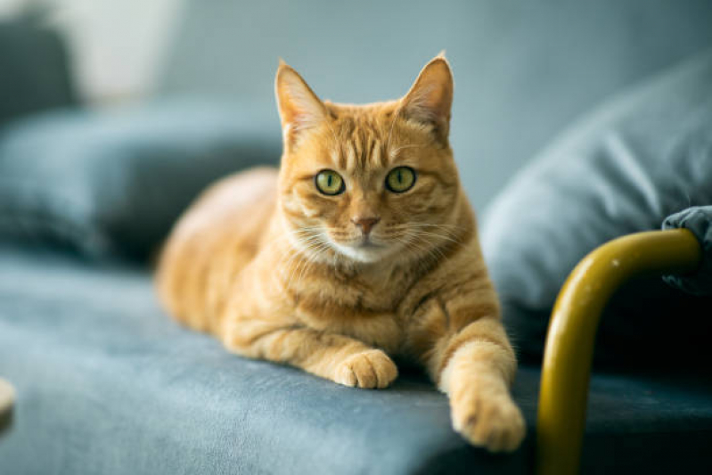 Castração em Gatos Perto de Mim Agendar Cilo 2 - Castração em Gata