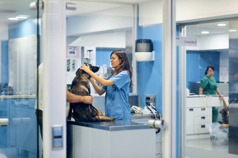 Castração para Cachorra Marcar HU - Castração para Cachorra