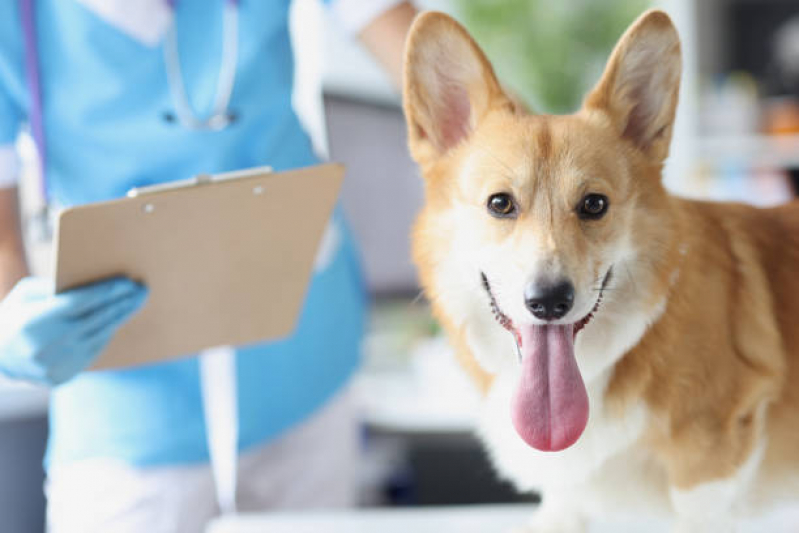 Castração para Cachorros de Médio Porte Clínica Lon Rita - Castração em Cachorro