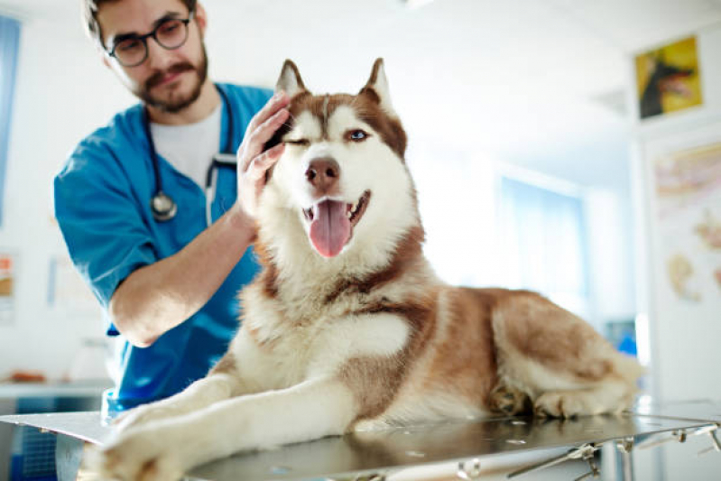 Castração para Cachorros de Médio Porte Marcar Heimtal - Castração Cachorro Macho