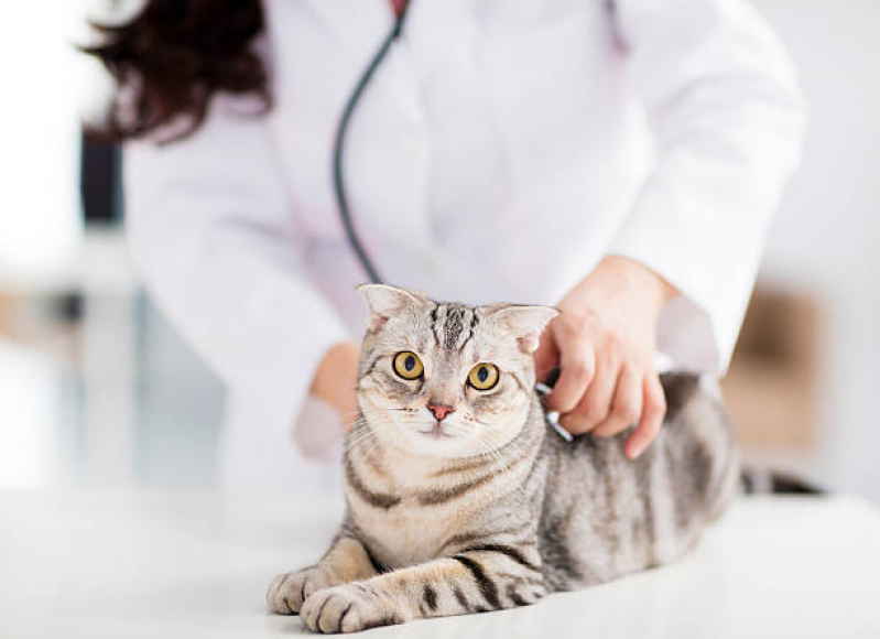 Castração para Gata Marcar Chácaras Esperança - Castração Gata Fêmea