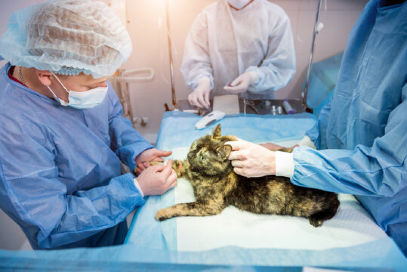 Cirurgia de Castraçao em Cachorro Agendar Aeroporto - Cirurgia de Colapso de Traqueia em Cães Londrina