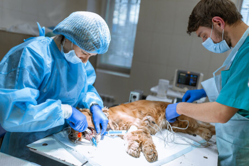 Cirurgia de Castraçao em Cachorro Tucanos - Cirurgia de Torção Gástrica em Cães Londrina