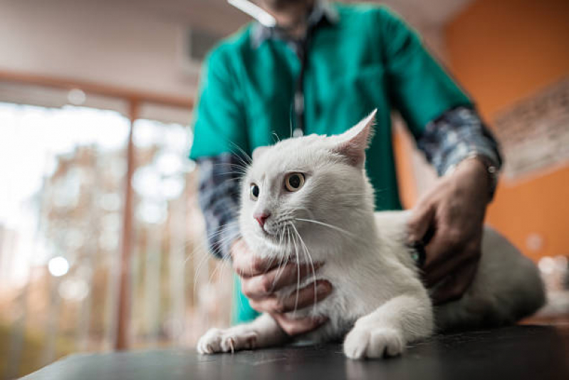 Cirurgia de Castração em Gato Agendar Jardim Coliseu - Cirurgia de Castração em Gato