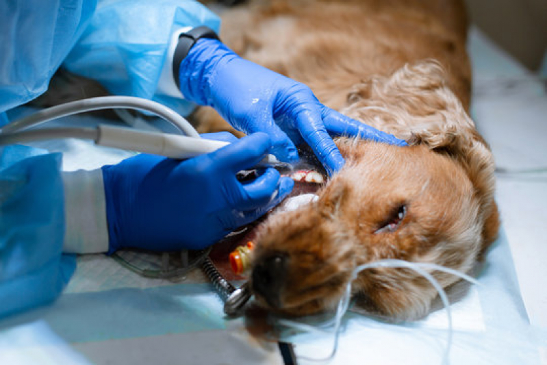 Cirurgia de Colapso de Traqueia em Cães Agendar Aeroporto - Cirurgia Reconstrutiva em Cães e Gatos Londrina