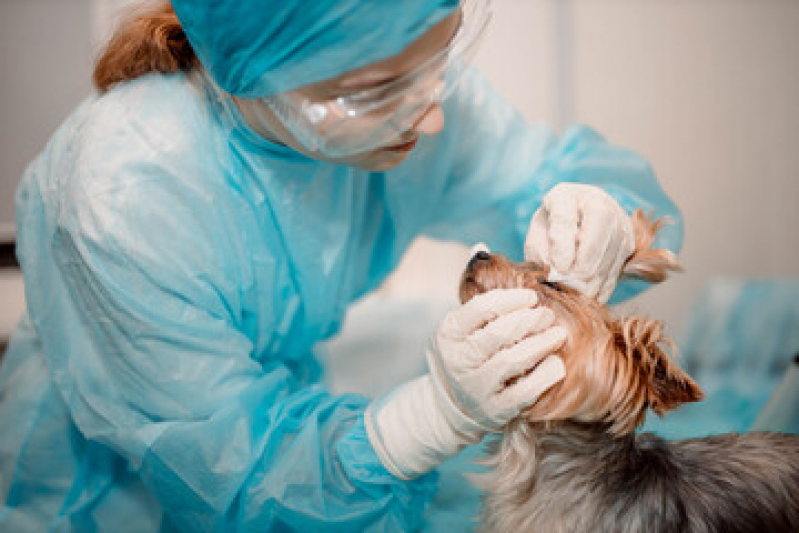 Cirurgia de Tecidos Moles em Pequenos Animais Jardim Brasília - Cirurgia em Animais de Companhia Londrina