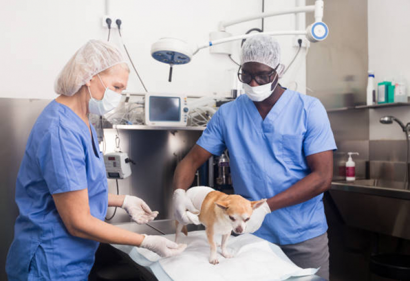 Cirurgia em Animais Brasília - Cirurgia Ortopédica para Cachorro