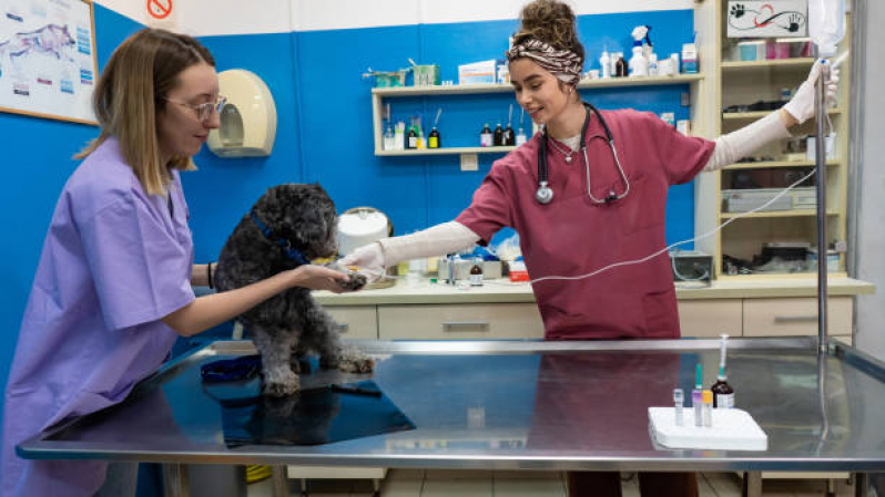 Cirurgia Nódulo em Cachorro Agendar Parque Universidade - Cirurgia de Castração de Cachorro e Gato