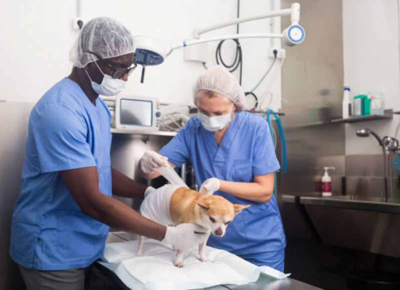 Cirurgia Ortopédica em Cachorro Marcar Rolância - Cirurgia para Cachorros